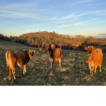 Brown cows standing in a green pasture under a blue sky.