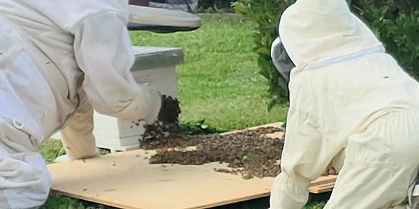 Two beekeepers handling a swarm of bees on a board outdoors.
