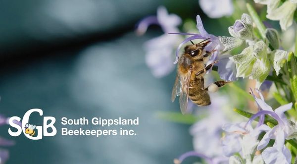 A bee collecting nectar from a flower with South Gippsland Beekeepers logo.