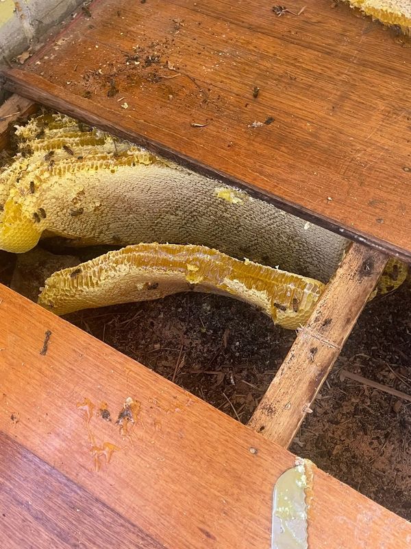 Beehive hidden beneath wooden floorboards with bees actively working.
