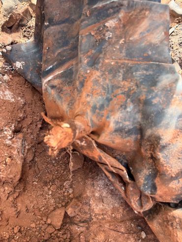 Root grown through EPDM Liner