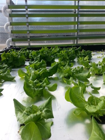 Hydroponics and aquaculture and algae biotechnology Agricultural Technology. Water-Food-Energy Nexu