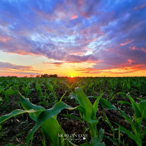 Photo Credit: Morgan Lane Photography