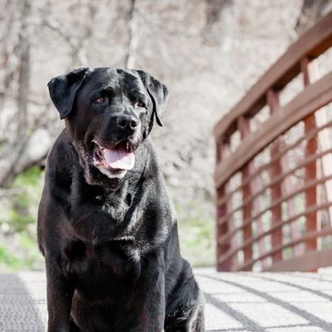 Black Labrador sitting on a sunlit bridge with a happy expression.