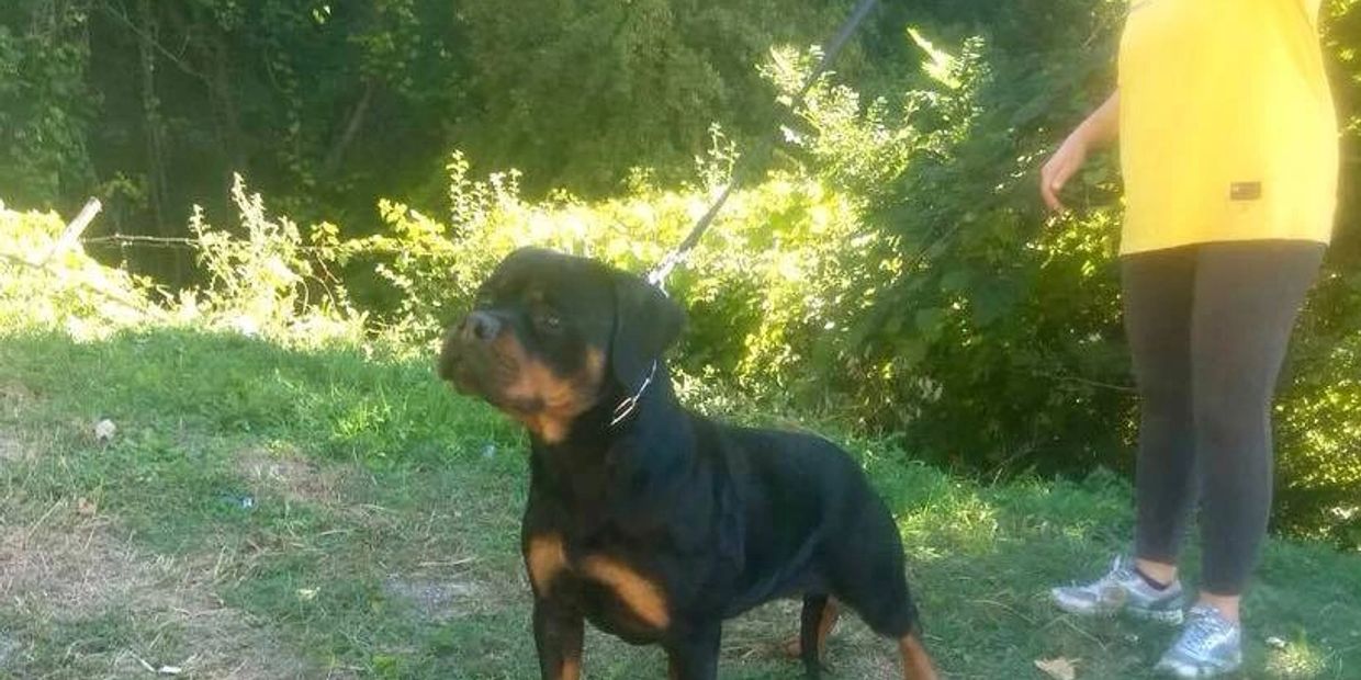 SIENNA FROM ROYAL BREED
Father: Noby From Royal Breed
Mother: Aya From Royal Breed