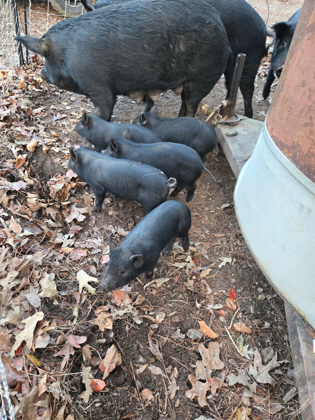 Mulefoot Piglets