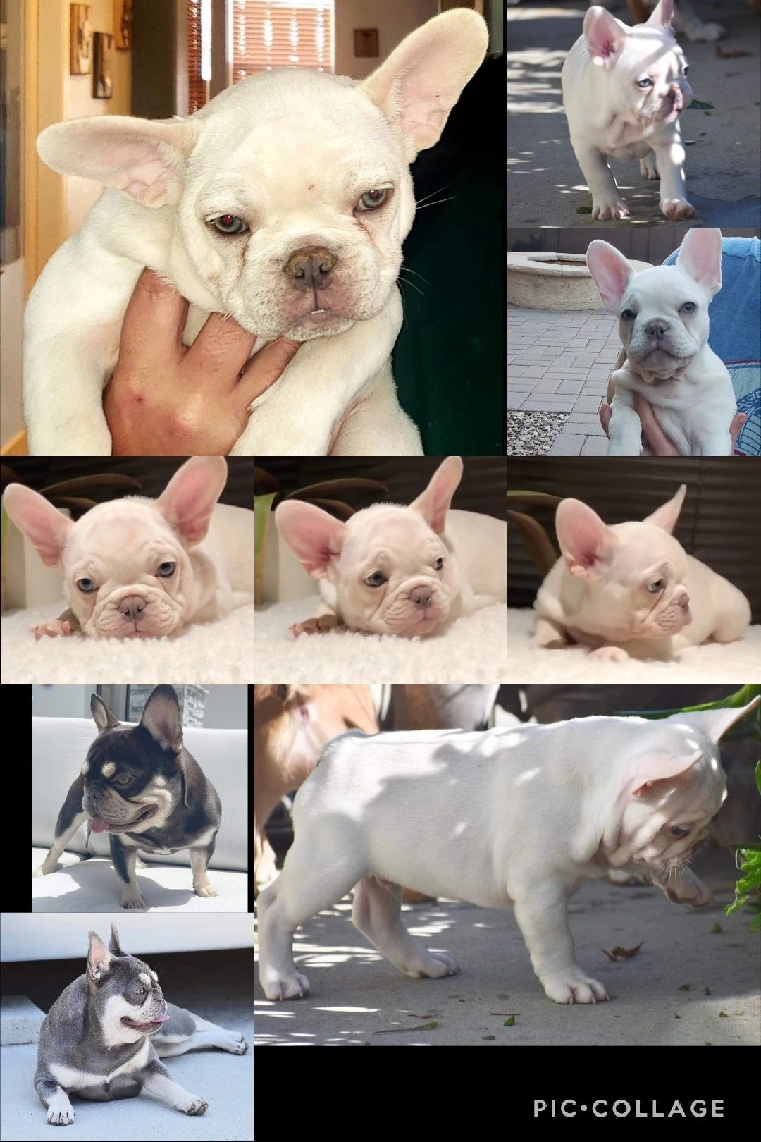 Gemini Legend is our up and coming Lilac & Tan Platinum Stud ata BB dd coco ee KyKy InIn & Health cl