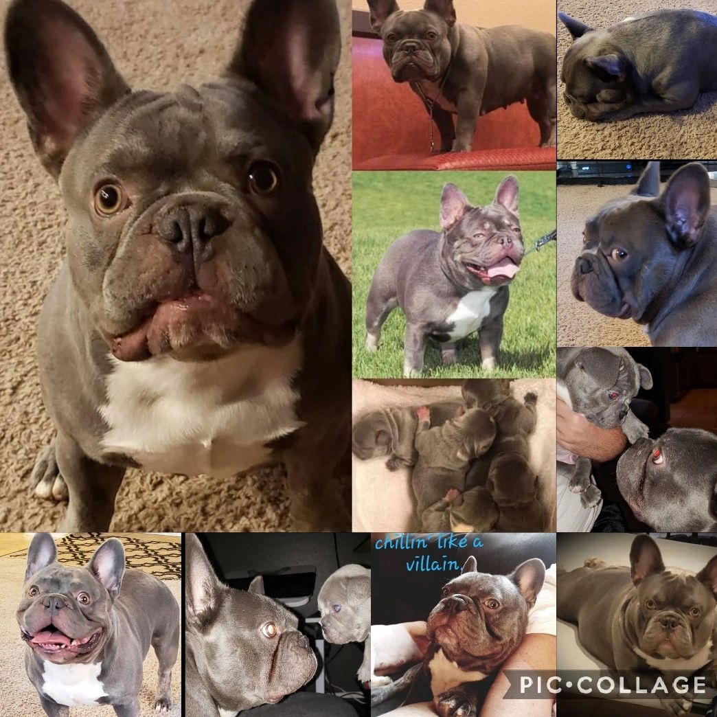 Phantom Quinn Is our Tri Lilac Stud ata BB dd coco EmE KbKy NS & Health Clear
Out of CEC Bullies Do