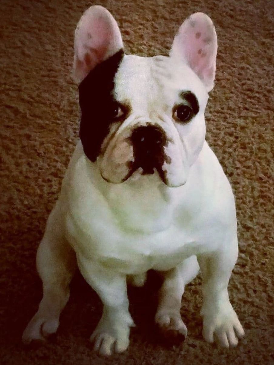Mr Walter Pink is our 1st stud. He maybe join in again in the future.