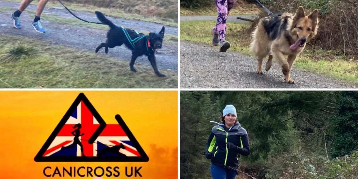 canicross improvers running with dogs