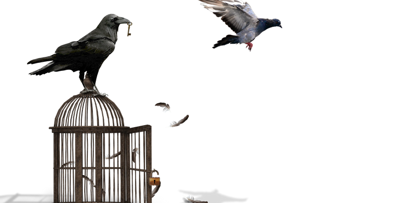 A bird freeing another from a cage