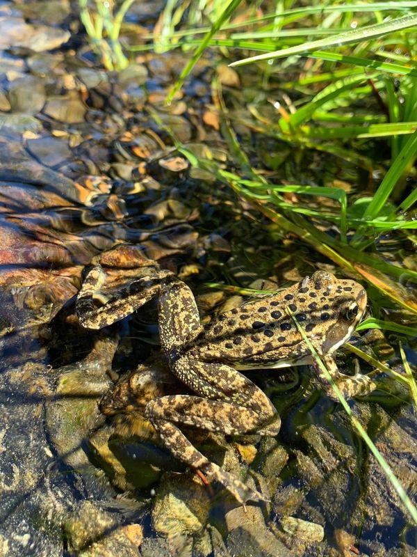 Cascades frog taken by Swift Biological Consulting LLC