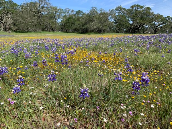 Native wildflower field taken by Swift Biological Consulting LLC