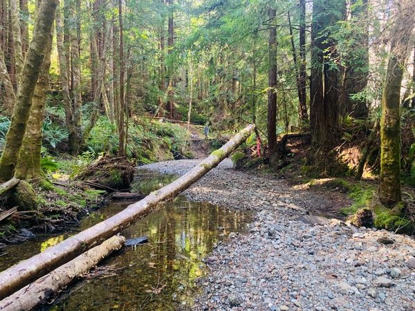 Perennial stream taken by Swift Biological Consulting LLC