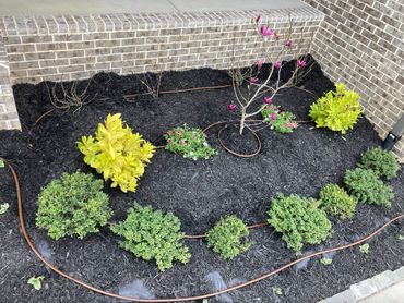 Drip-irrigation system installation in Apison, TN.