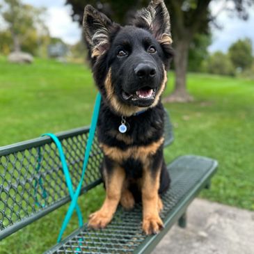 German Shepherd puppy practicing place at a park!