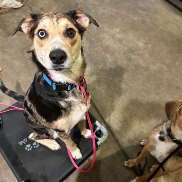 Koda and Kai! Two littermates with littermate syndrome learning to be confident by themselves!