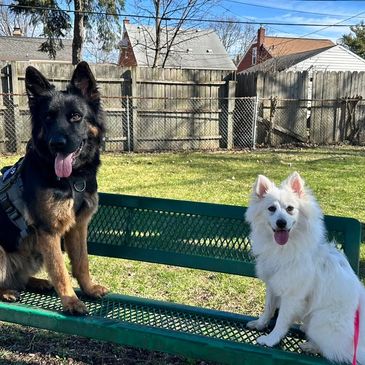 German Shepherd and a Pomsky practice holding a place command on a park bench! Way to go, Charlie!