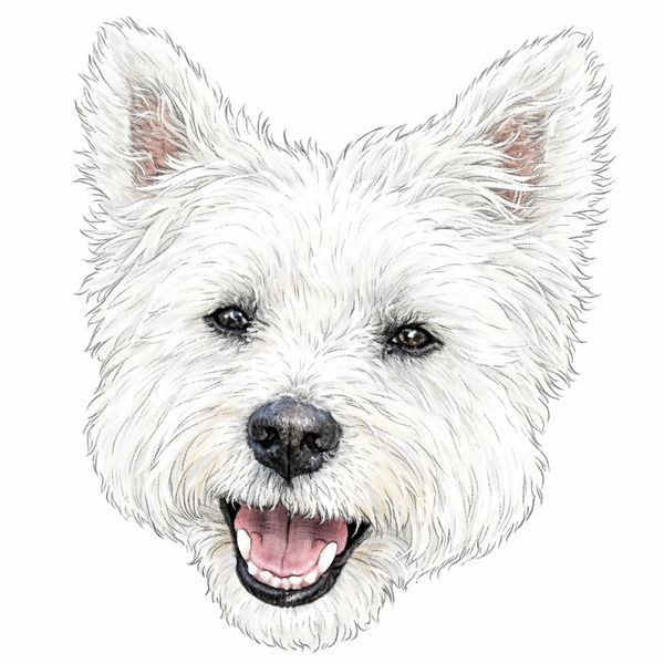 Detailed illustration of a happy white dog with fluffy fur and bright eyes.
