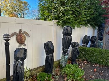 Fig trees prepared for winter