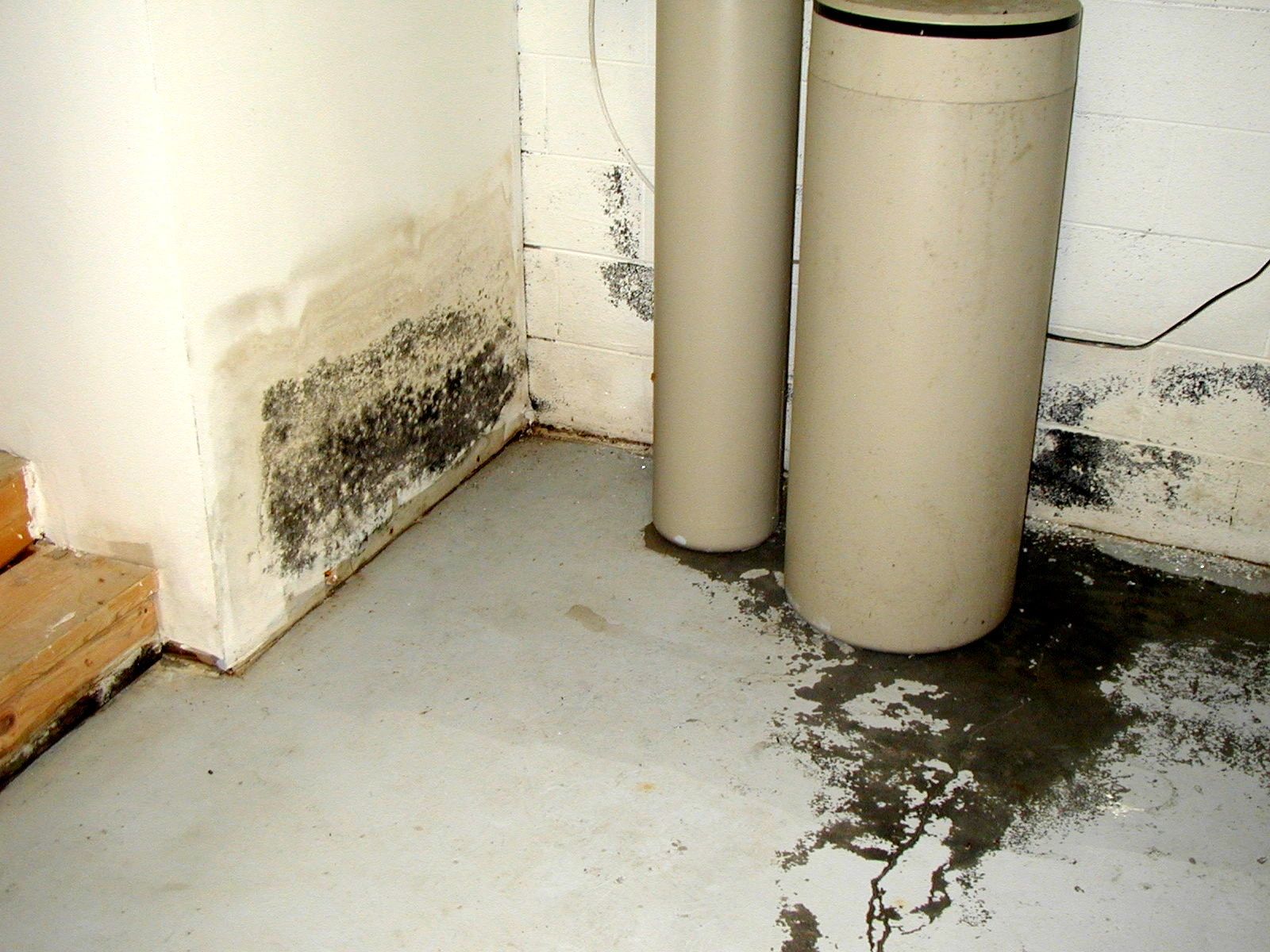 water intrusion and black mold