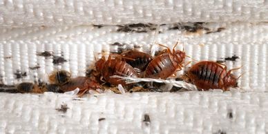 An example of bed bugs in a mattress that need bed bug treatment