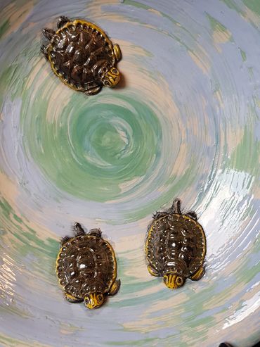 3 Terrapins swimming in blue platter