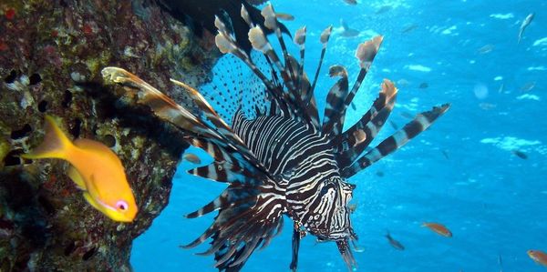 lionfish often seen by our divers