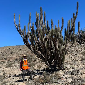 Person standing next to a large cactus in a desert.