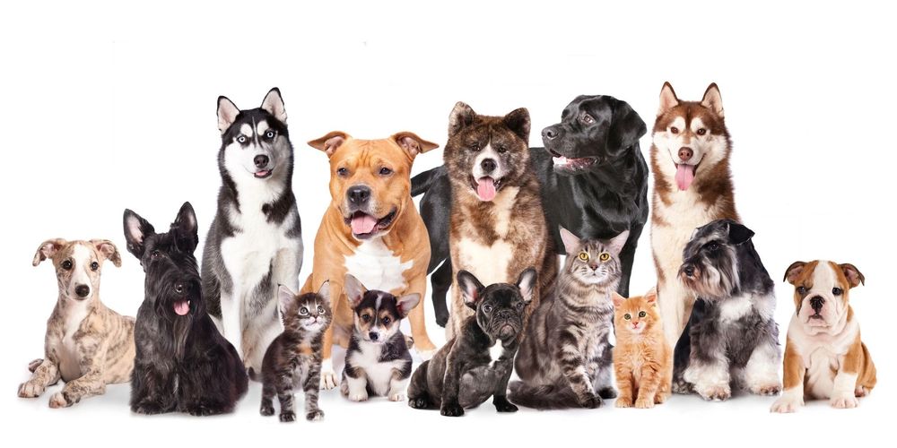 All breeds and sizes of dogs and cats sitting in a happy group