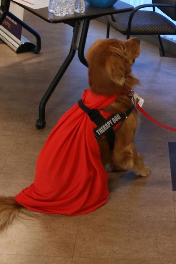 A dog with a red cape sitting on the floor