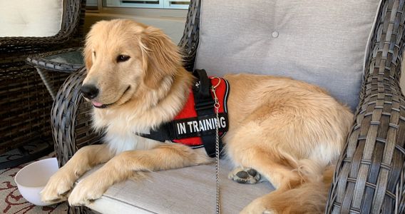 A dog with a body harness