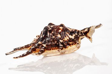 Spiked brown sea shell product photo with gloss and shadow on white background