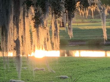 Sunlight glowing through hanging moss by a pond in a grassy area.