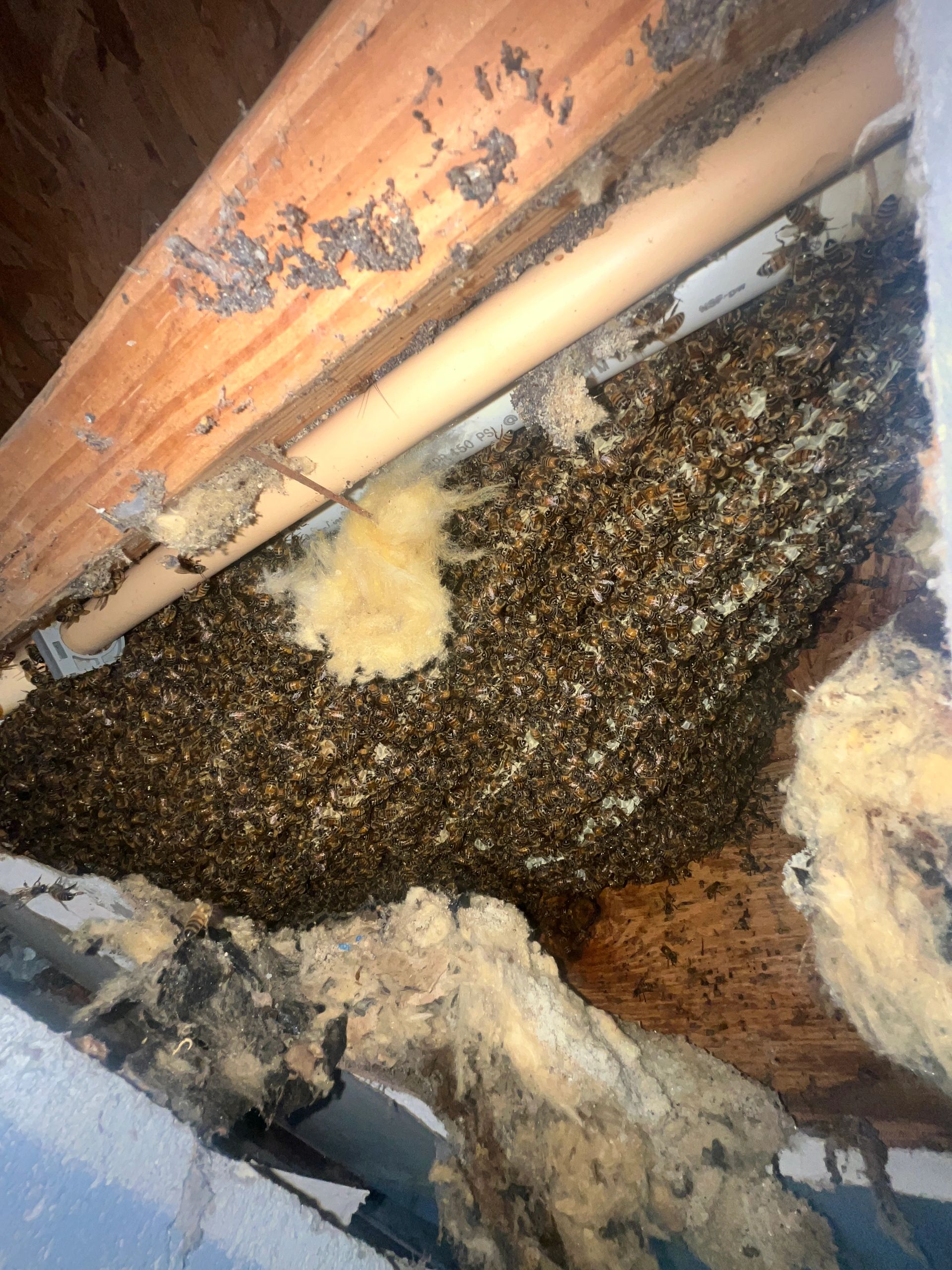 richmond hill bee removal cutout rescue swarm 31324