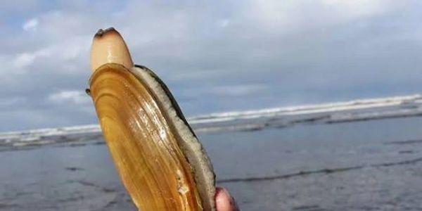 Hand holding a large clam shell by the beach with ocean and cloudy sky in the background.