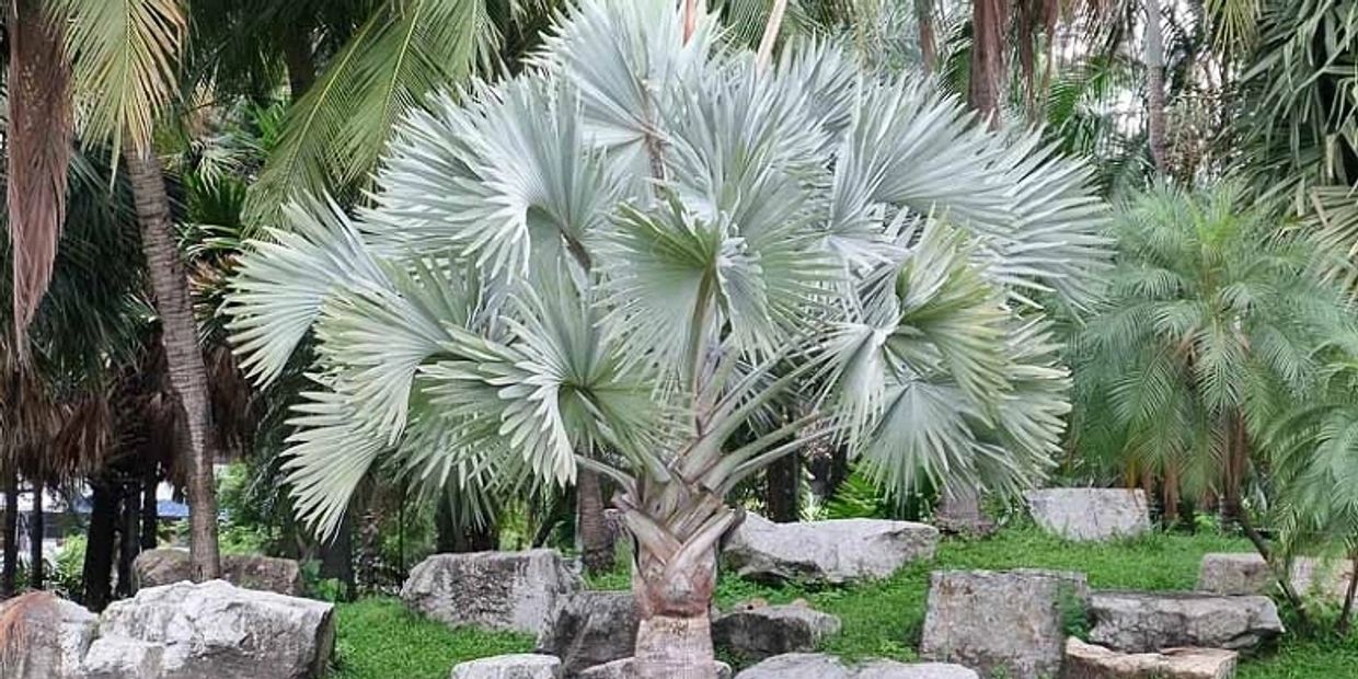 Arborology Certified Arborist Palms of Florida