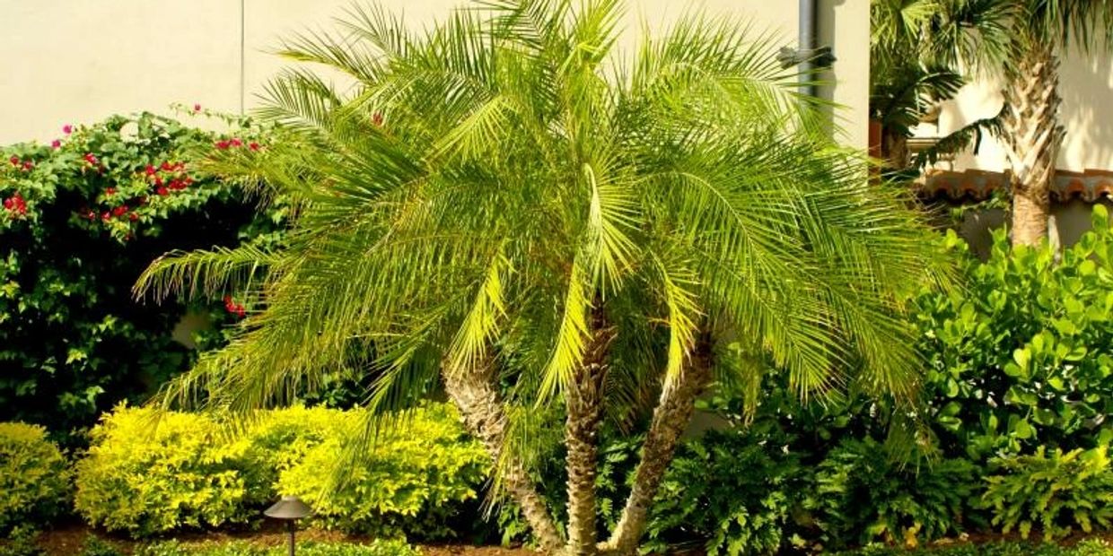 Arborology Certified Arborist Palms of Florida