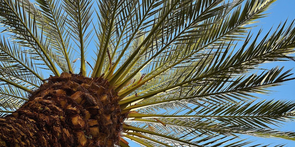 Arborology Certified Arborist Palms of Florida