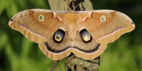 Example of false eyes on a moth