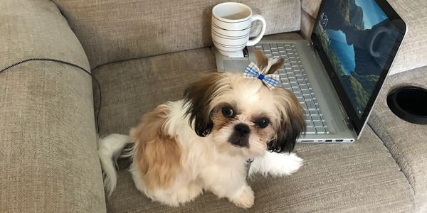 Meet our newest member, Gizmo, he is delighted to be part of the team.