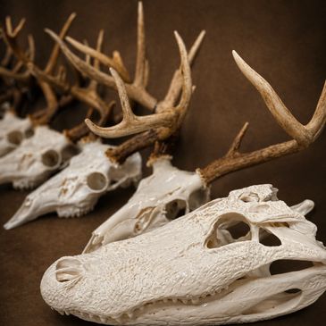 A row of animal skulls with antlers arranged on a surface.