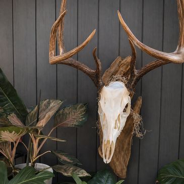 Mounted deer skull with antlers on wood plaque surrounded by plants.