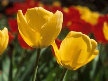 Still photography example - yellow and red tulips