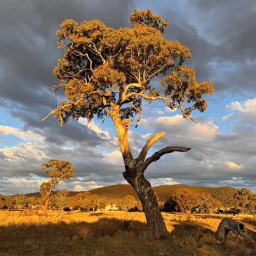 A sunlit tree stands prominently under a dramatic cloudy sky.