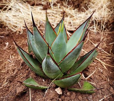 The first plant we put in the ground!!!