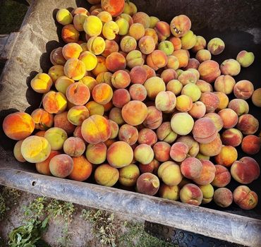 Peach harvest fall of 2021