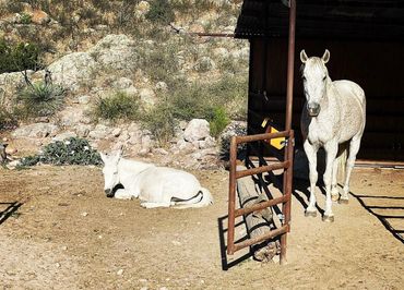 Apple and Tank just hangin’ around ☺️