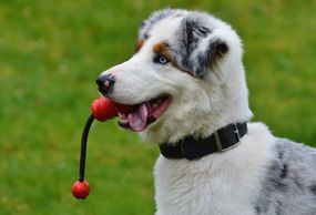 Dog Training Methods, Dog Trainer, Dog Training, Puppy Trainer, Puppy Training, Puppy Class