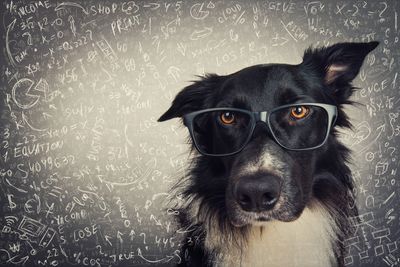 Dog Personality, Dog Thinking, Problem Solving, Dog Enrichment, Dog Test, Dog, Puppy, Puppy Test